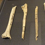 モースが大森貝塚で発掘した人骨。「東京大学総合研究博物館（HP→）」に展示されている。案内のプレートに「モースは食人とみなしたが、現在では否定されている」とあるが、その論拠は？