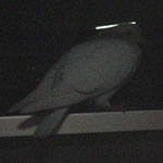 一晩中ベランダの手すりにいた白い土鳩（ドバト）（？）。不思議な夜だった。普段はどこで寝るのだろう？